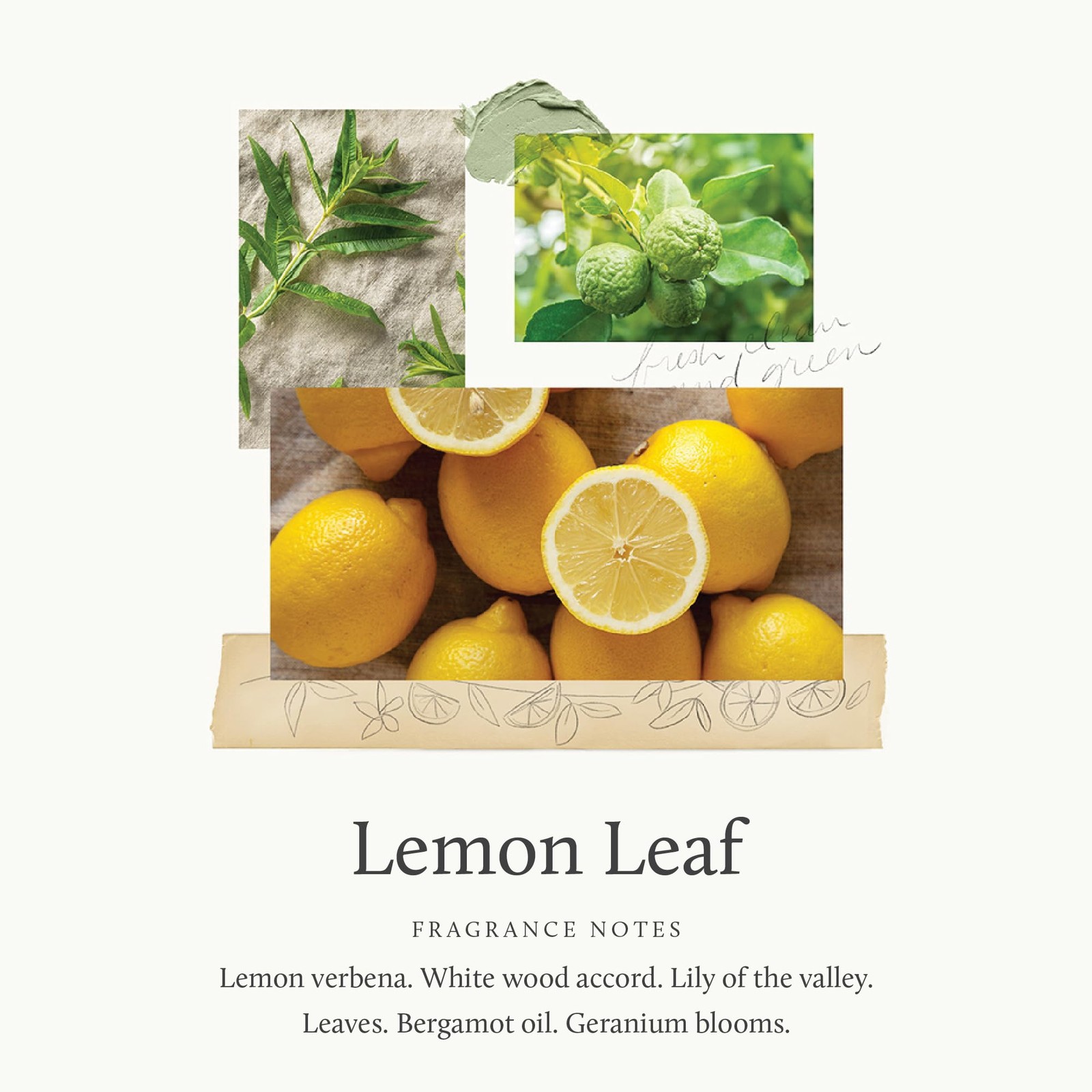 Lemon Leaf Laundry Fragrance Oil for Dryer Scented Supplies 0.5 Fl Oz