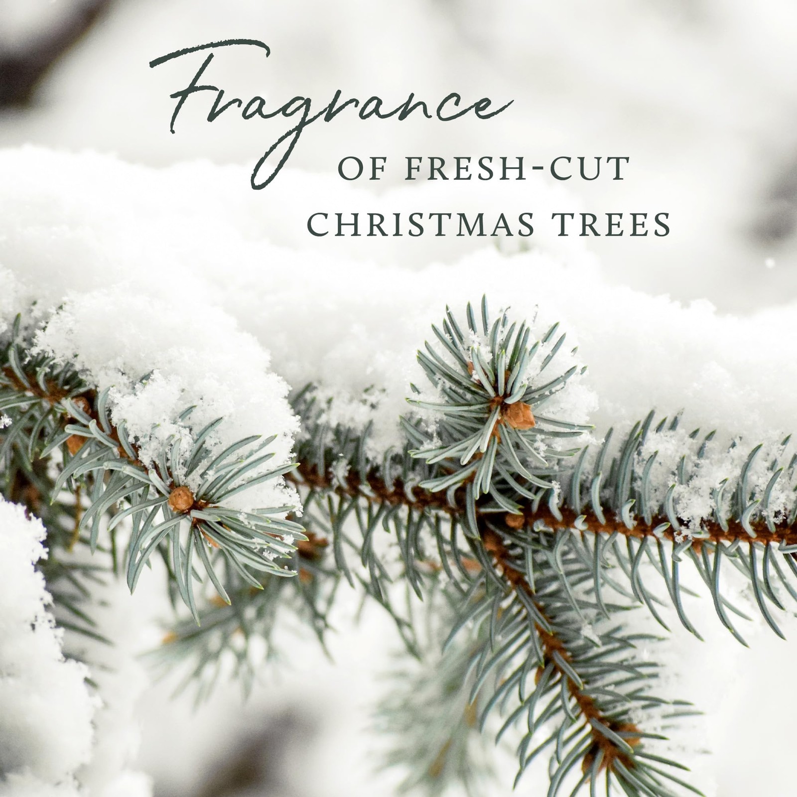 Frasier Fir Laundry Fragrance Oil Dryer Scented Supplies 0.5 Fl Oz