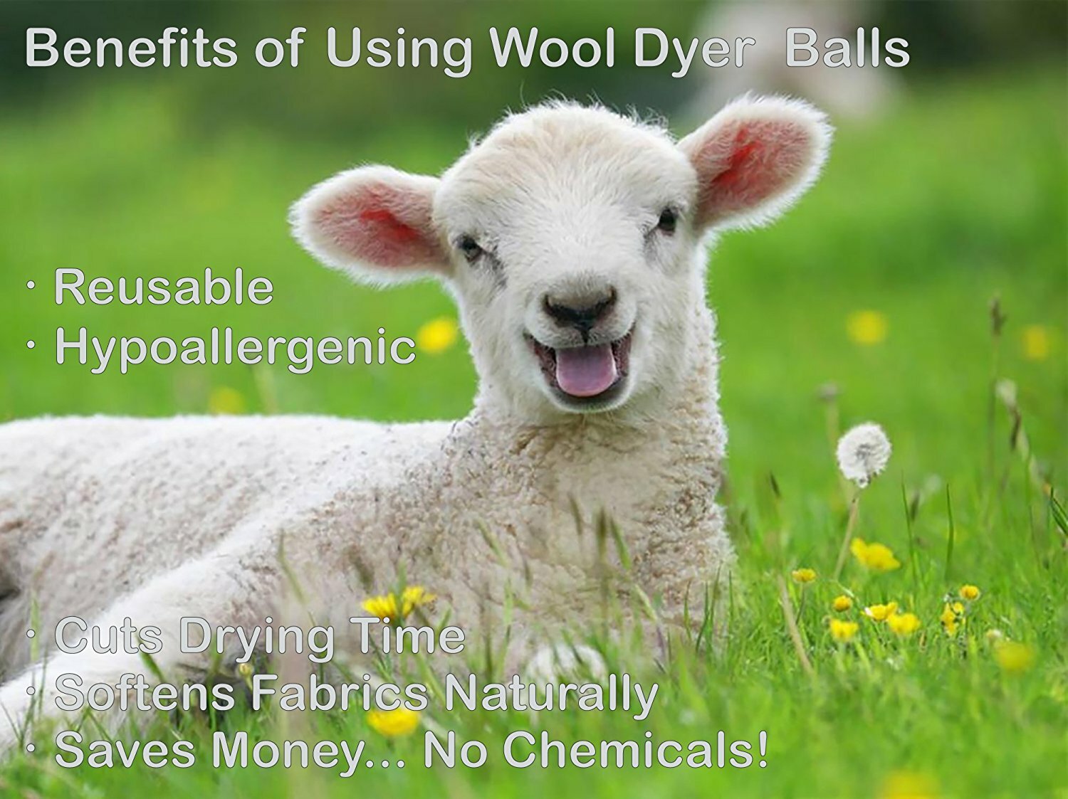 EcoJeannie Wool Dryer Balls – XL 100% Natural Virgin New Zealand Wool 58g 74mm