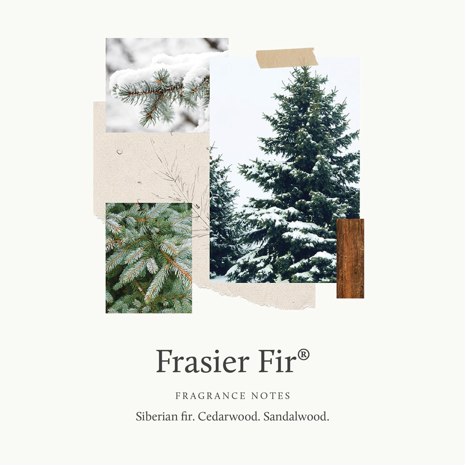 Frasier Fir Laundry Fragrance Oil Dryer Scented Wash Supply 0.5 fl oz Liquid