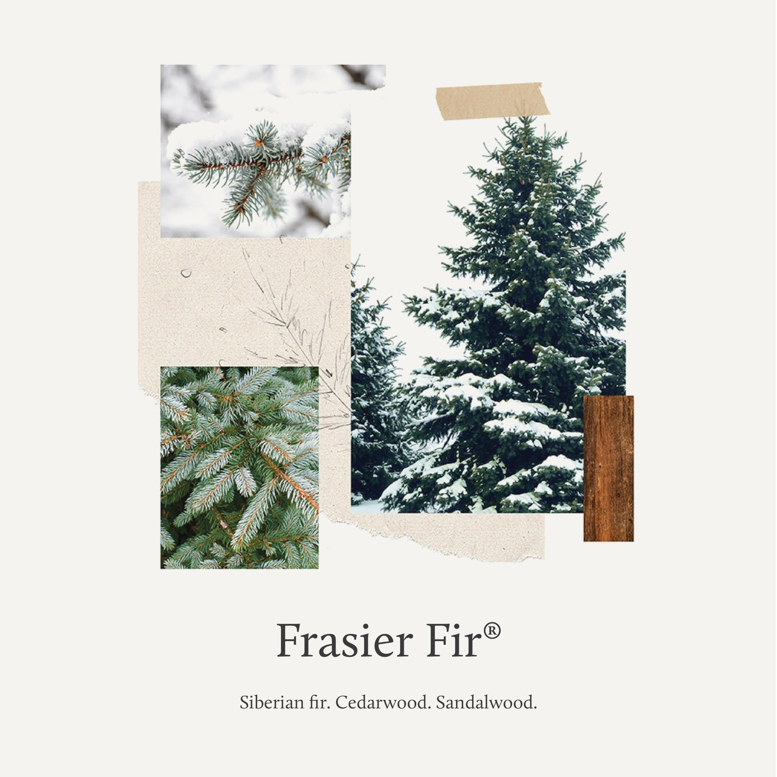Laundry Detergent Frasier Fir Pine Scented Clothing Wash Liquid 32 Fl Oz